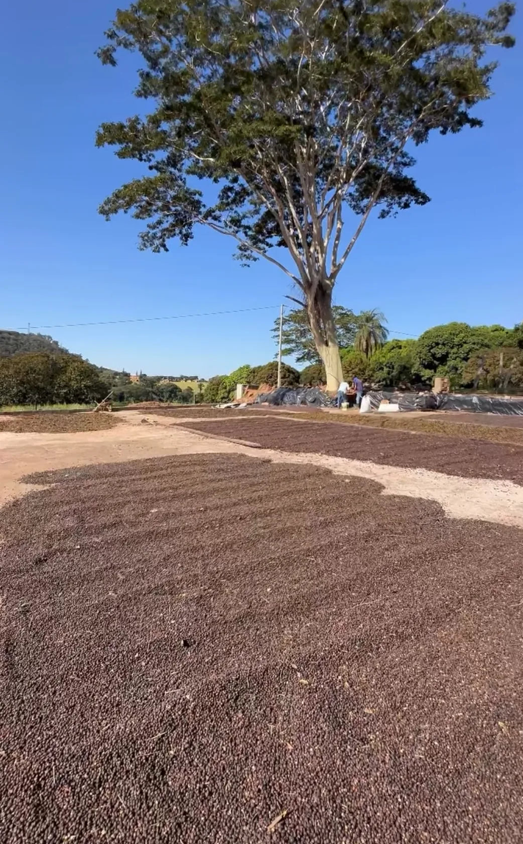 Terreiro de secagem natural — Valim Farms